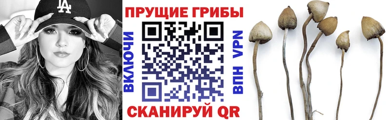 Галлюциногенные грибы Cubensis  купить наркоту  Тамбов 
